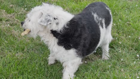 Cute-Dog-Black-And-White-Fur-Chewing-A-Small-Bone-Laying-On-The-Grass