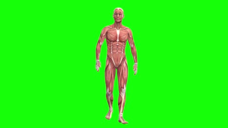 Anatomía-De-Los-Músculos-Masculinos-3d-Caminando-En-Animación-3d-De-Bucle-Sin-Interrupción-De-Pantalla-Verde,-Vista-Frontal