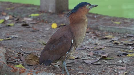 Adult-Malayan-Night-Heron-Bird-Standing-On-Forest-Ground-at-Daan-Forest-Park-In-Taipei,-Taiwan