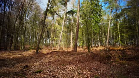 Beautiful-forest-background-slow-motion-with-brown-tree-leaves-on-the-ground-and-green-birch-trees-during-spring