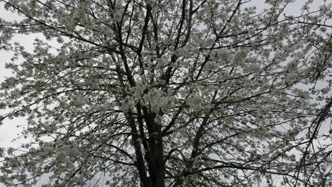 Atemberaubende-Blühende-Apfelbaum-Voller-Weißer-Blüten,-Galicien,-Spanien