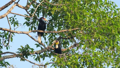 Weibchen-Blickt-Direkt,-Dann-Schaut-Sich-Das-Männchen-Um,-Während-Sie-Sich-Morgens-Auf-Ästen-Ausruhen,-Kranzhornvogel-Rhyticeros-Undulatus-Männchen-Weibchen,-Thailand