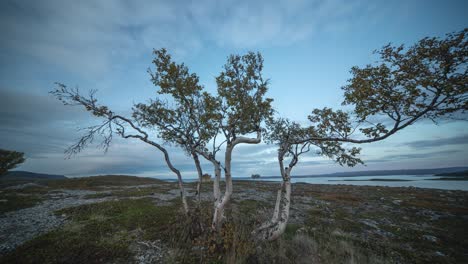 Abedules-Retorcidos-En-El-Sombrío-Paisaje-De-Tundra-En-La-Costa-Del-Fiordo