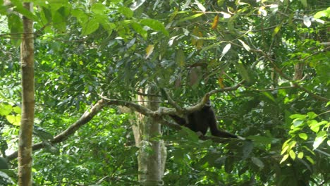 Densa-Selva-Tropical-De-Sumatra,-Gibón-De-Manos-Blancas-En-Casa-En-La-Vegetación
