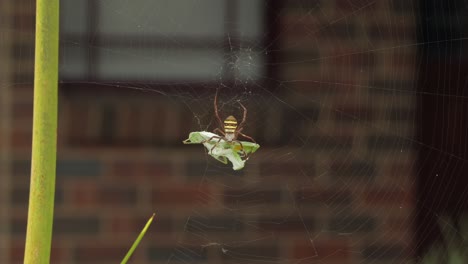 St.-Andreaskreuz-Weibliche-Spinne-Hält-Gottesanbeterin-Im-Netz-Gefangen-Tagsüber-Sonnig-Windig-Australien-Victoria-Gippsland-Maffra-Weitwinkelaufnahme