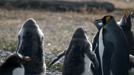 Gentoo-penguin-moving-the-tail-with-a-King-penguin-beside-in-Isla-Martillo,-Ushuaia,-Argentina