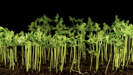 Accelerated-rotation-showcasing-seeds-sprouting-from-soil-against-a-dark-backdrop,-symbolizing-the-expansion-of-life,-plant-growth,-and-the-themes-of-ecology-and-sustainability