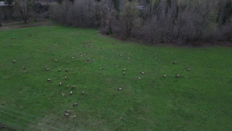 forward-shot-crossing-road-of-elk-herd-grazing-in-Washington-State