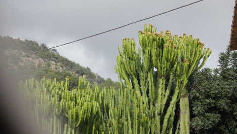 Tall-green-cacti-with-lush-mountain-backdrop-under-overcast-sky