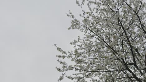 Gorgeous-Blooming-Apple-Tree-Branches-On-A-Cloudy-Sky-in-Galicia,-Spain