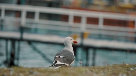 Dolphin-Gull-Looking-Around-On-Shore-In-Ushuaia,-Patagonia,-Argentina