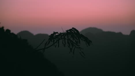 Puesta-De-Sol-De-Cat-Ba-Con-Silueta-De-Planta-Y-Cielo-Rosa