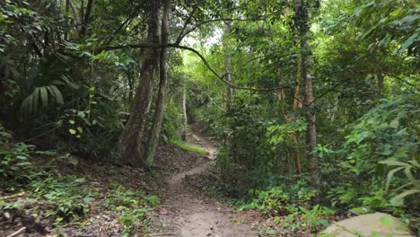 Exploring-mysterious-green-tropical-forest-in-Colombia,-hiking-in-Tayrona