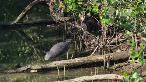 Die-Kamera-Zoomt-Heraus-Und-Gleitet-Nach-Links,-Während-Sie-Nach-Rechts-Blickt,-Streifenreiher-Butorides-Striata,-Thailand