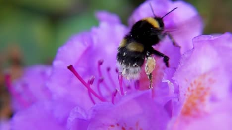 Hummel-Sammelt-Pollen-Auf-Lila-Blüte---Makroaufnahme