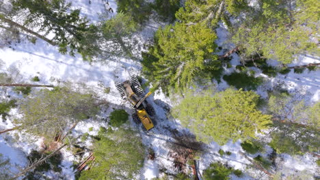 Descending-top-down-drone-over-harvester-felling-and-delimbing-spruce-tree
