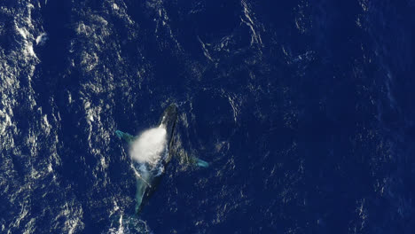 Una-Ballena-Jorobada-Nada,-Sale-A-La-Superficie-Y-Sopla-Burbujas-Bajo-El-Agua-Para-Atraer-Pareja-En-Maui,-Hawaii.