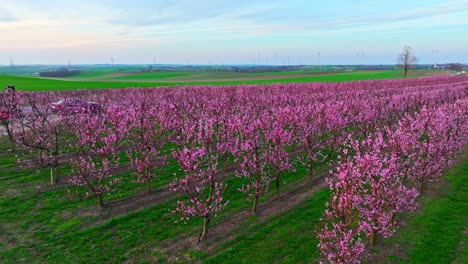 Apricot-Trees-With-Bright-Pink-Flowers-In-The-Orchard