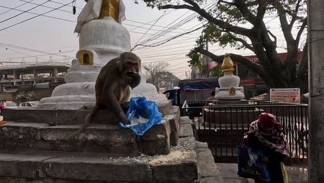 Mono-Macaco-Sentado-Frente-A-Una-Estupa-Blanca-Comiendo-Arroz-De-Una-Bolsa-De-Plástico-Azul