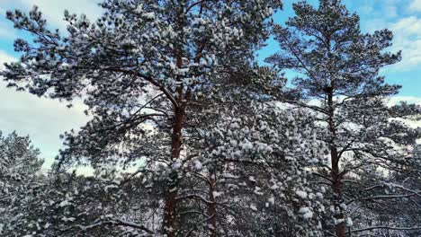 Aerial-of-dense-forest-in-winter-in-Europe,-with-tall-pine-trees-completely-covered-in-a-thick-blanket-of-snow,-camera-pans-up