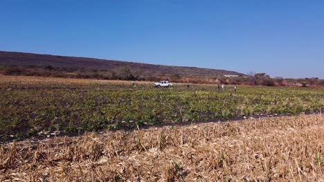 Aerial-view-getting-close-to-farmers-in-harvesting-chickpea-crops,-Guanajuato-Mexico