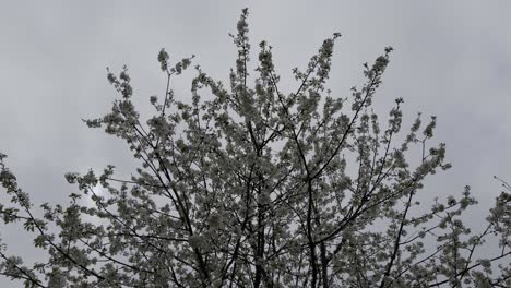 Beautiful-Blooming-Apple-Tree-Branches-With-Grey-Sky-In-Galicia,-Spain