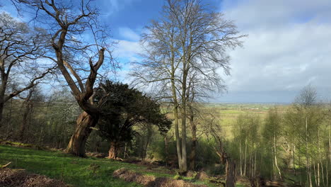 Spring-sunshine-and-high-winds-on-a-glorious-woodland-scene-overlooking-the-Worcestershire-countryside,-England-with-blue-sky,-white-clouds-and-lush-farm-land