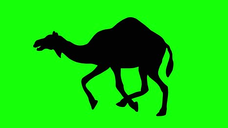 A-silhouette-of-a-camel-running-on-green-screen,-side-view