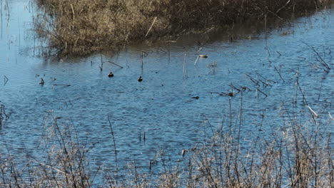 Floating-Mallard-Ducks-In-Bell-Slough-State-Wildlife-Management-Area,-Mayflower,-Arkansas-USA