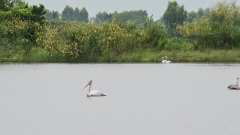 Two-individuals-in-the-middle-moving-their-opposite-ways,-others-at-the-back-foraging,-Spot-billed-Pelican-Pelecanus-philippensis,-Thailand