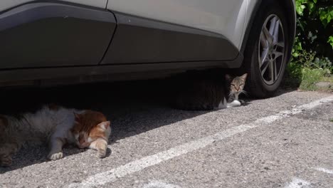 Los-Gatos-Callejeros-Sucios-Descansan-A-La-Sombra-Debajo-Del-Auto.