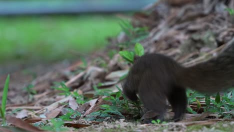 Cute-little-Pallas's-squirrel-spotted-on-the-ground,-alerted-by-the-surroundings,-swiftly-climb-up-the-tree,-Daan-Forest-Park-in-Taipei,-Taiwan,-close-up-shot