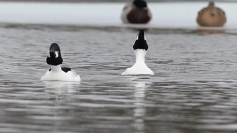 Common-Goldeneye-ducks-on-icy-pond-tilting-heads-back-and-forth,-facing-camera