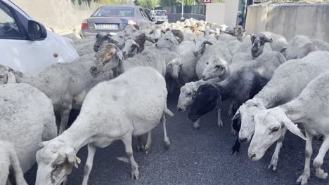 Eine-Herde-Schafe,-Darunter-Katahdin,-Harri,-Dorper,-Sarda-Und-Churra-Rassen,-Werden-Durch-Eine-Schmale-Straße-In-Einem-Ländlichen-Sizilianischen-Dorf-Von-Wachsamen-Schäferhunden-Geführt