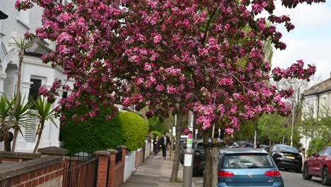 Flores-Rosadas-En-Abril,-Londres,-Reino-Unido.