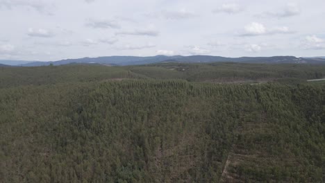 Luftaufnahme-Einer-Eukalyptusplantage-Auf-Einem-Hügel-Für-Die-Papierindustrie