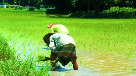 Dos-Agricultores-Plantando-Plántulas-De-Arroz,-Pobre-Trabajo-Laboral-Del-Tercer-Mundo,-Vista-Estática