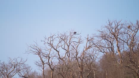 A-family-of-White-rumped-vulture-or-Gyps-bengalensis-bird-perching-or-resting-in-its-nest-on-a-tree-branch-in-Ghatigao-area-of-Madhya-Pradesh-India