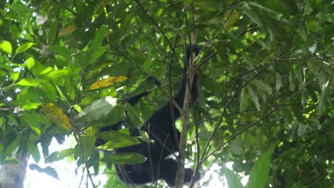 Sumatran-black-gibbons,-highly-arboreal,-spending-majority-of-time-in-the-trees