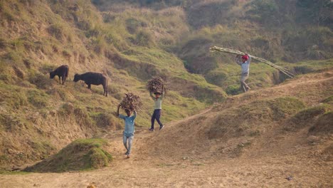 Villagers-carrying-wood-and-walking-in-semi-arid-moor-landscape-of-chambal-river-valley-in-Beehad-of-Morena-Dholpur-of-Madhya-Pradesh-Rajasthan-of-India