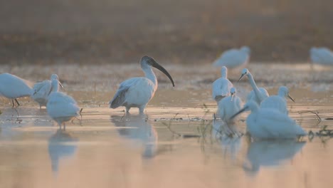 Ibis-De-Cabeza-Negra-Y-Garcetas-Pescando-En-El-Lago-Al-Amanecer.