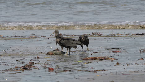 Close-up-shot-of-a-group-of-vultures-eating-on-a-iguana-carcass-at-Cebaco-Island