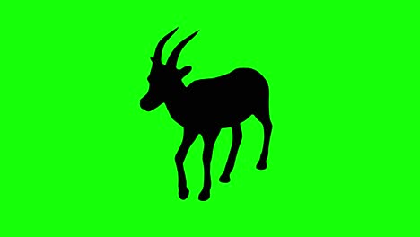 A-silhouette-of-a-gazelle-walking-on-green-screen,-perspective-view