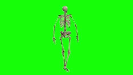 A-skeleton-3D-character-walking-and-rotating-360-on-green-screen-seamless-loop-3D-animation