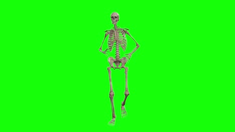 Ein-Skelett-3D-Charakter,-Der-Auf-Einem-Greenscreen-Läuft,-Nahtlose-3D-Animation-In-Schleife,-Animierte-Schleife-Von-Vorne