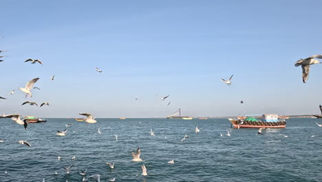 The-transition-shot-elegantly-captures-seagull's-journey-from-the-boundless-blue-skies-to-blending-seamlessly-with-flock-over-the-shimmering-sea,-illustrating-nature's-seamless-transitions