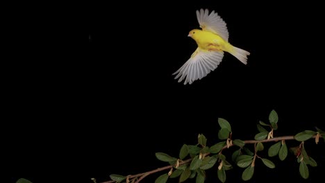 Slow-motion-footage-of-a-Yellow-Canary-gracefully-gliding-above-a-branching-tree,-framed-by-a-black-backdrop,-showcasing-the-beauty-of-avian-life-and-nature's-tranquility