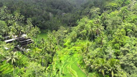 Aerial-shot-Of-Tegallalang-Rice-Terraces-and-lush-jungle-In-Gianyar,-Bali,-Indonesia