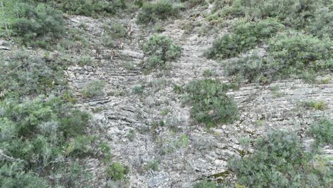 Herd-of-iberian-ibex-running-and-climing-a-mountainous-and-rugged-landscape-in-Castellon,-SE-Spain