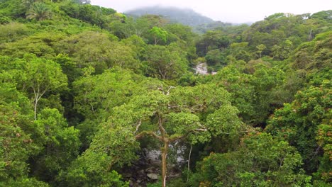 Imágenes-Aéreas-Panorámicas-Sobre-La-Selva-Tropical,-Que-Terminan-En-Un-Primer-Plano-De-La-Copa-De-Un-árbol.